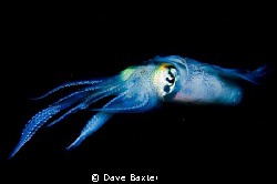 say squid ;-) by Dave Baxter 
